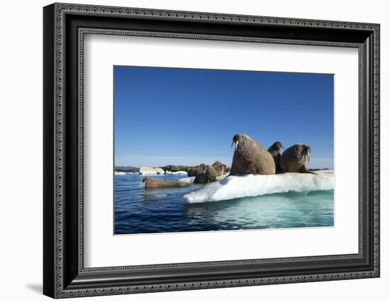 Walrus Herd on Ice, Hudson Bay, Nunavut, Canada-Paul Souders-Framed Photographic Print