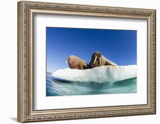 Walrus Herd on Ice, Hudson Bay, Nunavut, Canada-Paul Souders-Framed Photographic Print