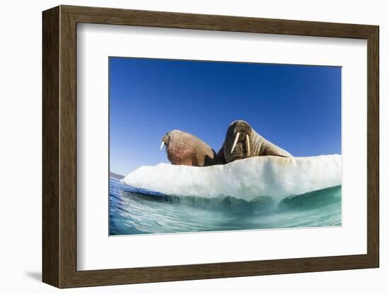 Walrus Herd on Ice, Hudson Bay, Nunavut, Canada-Paul Souders-Framed Photographic Print