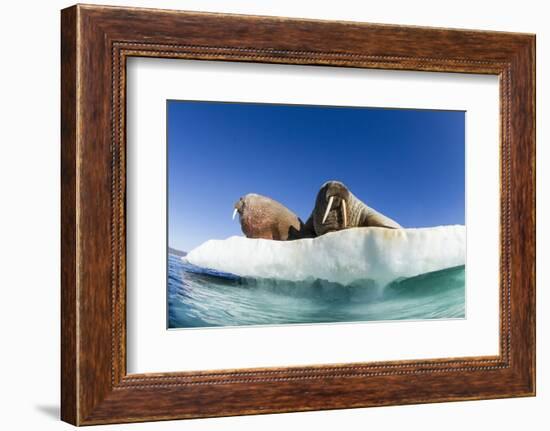 Walrus Herd on Ice, Hudson Bay, Nunavut, Canada-Paul Souders-Framed Photographic Print