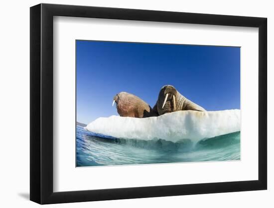 Walrus Herd on Ice, Hudson Bay, Nunavut, Canada-Paul Souders-Framed Photographic Print