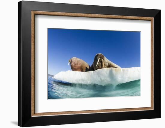 Walrus Herd on Ice, Hudson Bay, Nunavut, Canada-Paul Souders-Framed Photographic Print