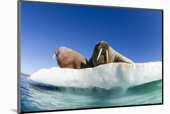 Walrus Herd on Ice, Hudson Bay, Nunavut, Canada-Paul Souders-Mounted Photographic Print