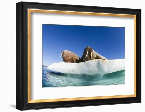 Walrus Herd on Ice, Hudson Bay, Nunavut, Canada-Paul Souders-Framed Photographic Print