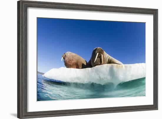 Walrus Herd on Ice, Hudson Bay, Nunavut, Canada-Paul Souders-Framed Photographic Print