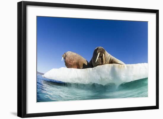 Walrus Herd on Ice, Hudson Bay, Nunavut, Canada-Paul Souders-Framed Photographic Print