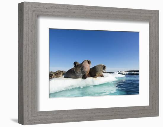 Walrus Herd on Ice, Hudson Bay, Nunavut, Canada-Paul Souders-Framed Photographic Print