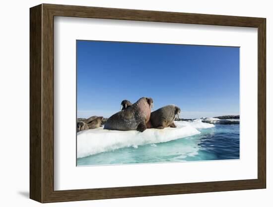 Walrus Herd on Ice, Hudson Bay, Nunavut, Canada-Paul Souders-Framed Photographic Print