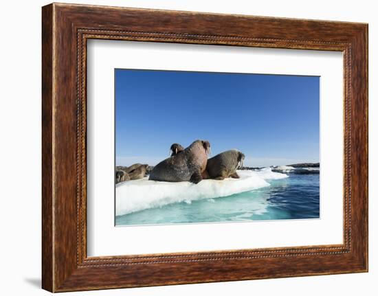 Walrus Herd on Ice, Hudson Bay, Nunavut, Canada-Paul Souders-Framed Photographic Print