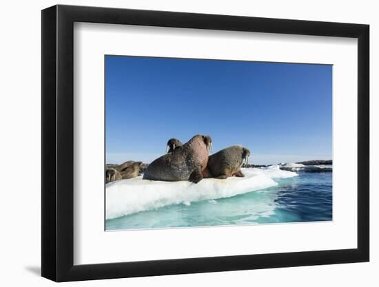 Walrus Herd on Ice, Hudson Bay, Nunavut, Canada-Paul Souders-Framed Photographic Print