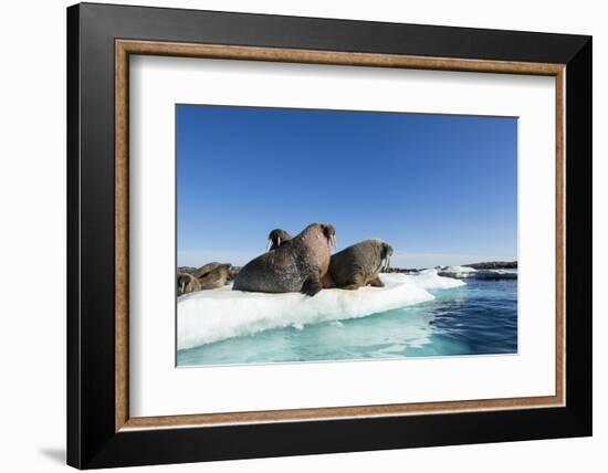 Walrus Herd on Ice, Hudson Bay, Nunavut, Canada-Paul Souders-Framed Photographic Print