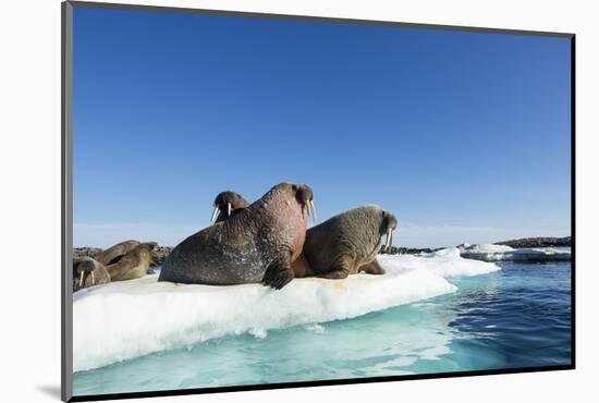 Walrus Herd on Ice, Hudson Bay, Nunavut, Canada-Paul Souders-Mounted Photographic Print