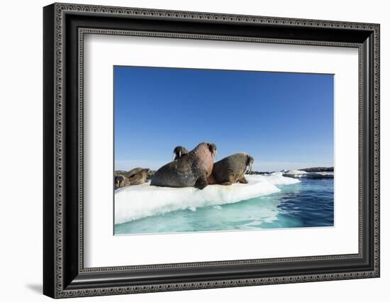 Walrus Herd on Ice, Hudson Bay, Nunavut, Canada-Paul Souders-Framed Photographic Print