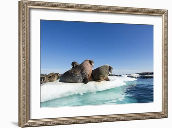 Walrus Herd on Ice, Hudson Bay, Nunavut, Canada-Paul Souders-Framed Photographic Print