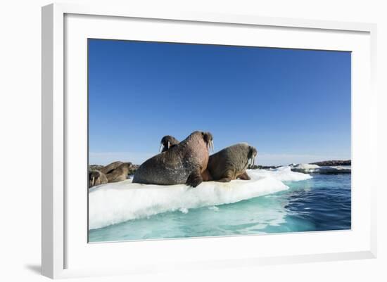 Walrus Herd on Ice, Hudson Bay, Nunavut, Canada-Paul Souders-Framed Photographic Print