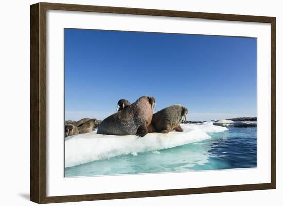 Walrus Herd on Ice, Hudson Bay, Nunavut, Canada-Paul Souders-Framed Photographic Print