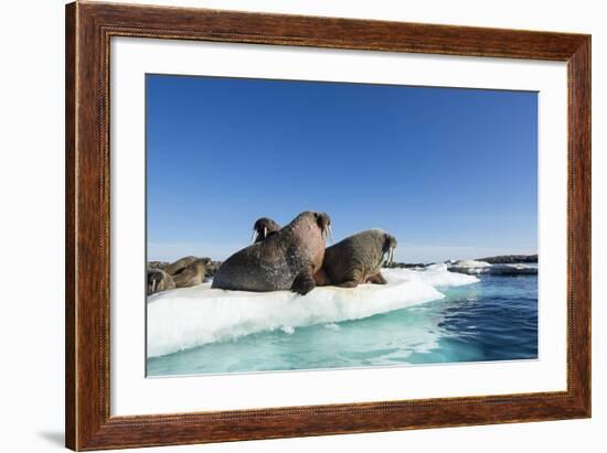 Walrus Herd on Ice, Hudson Bay, Nunavut, Canada-Paul Souders-Framed Photographic Print