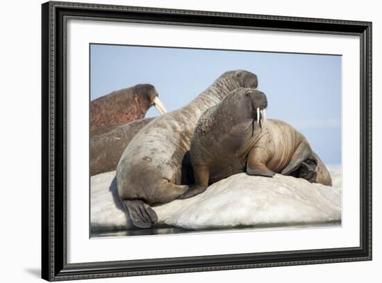 Walrus Herd on Ice, Hudson Bay, Nunavut, Canada-Paul Souders-Framed Photographic Print