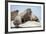 Walrus Herd on Ice, Hudson Bay, Nunavut, Canada-Paul Souders-Framed Photographic Print