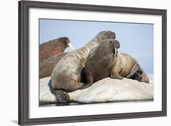 Walrus Herd on Ice, Hudson Bay, Nunavut, Canada-Paul Souders-Framed Photographic Print