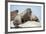 Walrus Herd on Ice, Hudson Bay, Nunavut, Canada-Paul Souders-Framed Photographic Print