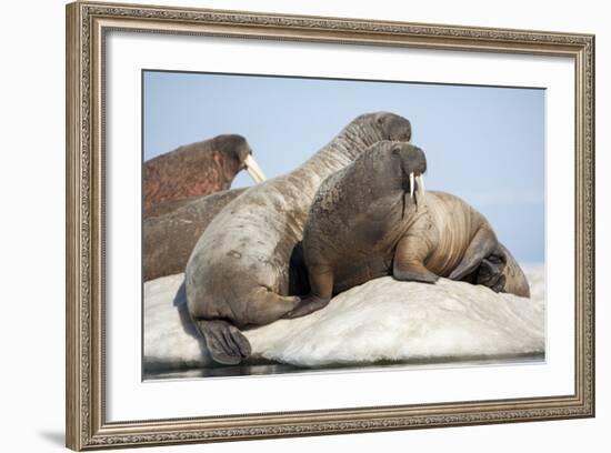 Walrus Herd on Ice, Hudson Bay, Nunavut, Canada-Paul Souders-Framed Photographic Print