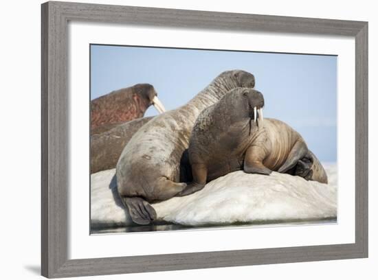 Walrus Herd on Ice, Hudson Bay, Nunavut, Canada-Paul Souders-Framed Photographic Print