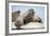 Walrus Herd on Ice, Hudson Bay, Nunavut, Canada-Paul Souders-Framed Photographic Print