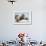 Walrus Herd on Ice, Hudson Bay, Nunavut, Canada-Paul Souders-Framed Photographic Print displayed on a wall