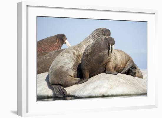 Walrus Herd on Ice, Hudson Bay, Nunavut, Canada-Paul Souders-Framed Photographic Print