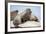 Walrus Herd on Ice, Hudson Bay, Nunavut, Canada-Paul Souders-Framed Photographic Print