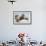 Walrus Herd on Ice, Hudson Bay, Nunavut, Canada-Paul Souders-Framed Photographic Print displayed on a wall