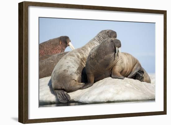 Walrus Herd on Ice, Hudson Bay, Nunavut, Canada-Paul Souders-Framed Photographic Print