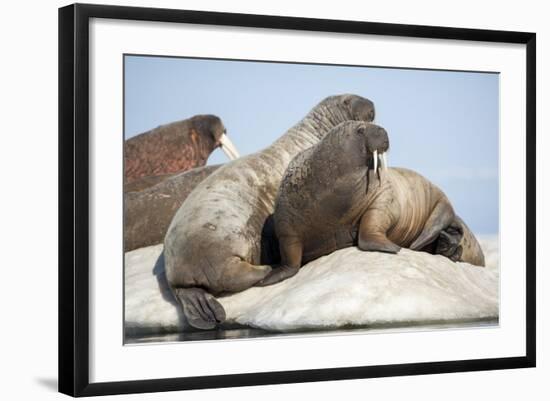 Walrus Herd on Ice, Hudson Bay, Nunavut, Canada-Paul Souders-Framed Photographic Print