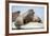 Walrus Herd on Ice, Hudson Bay, Nunavut, Canada-Paul Souders-Framed Photographic Print