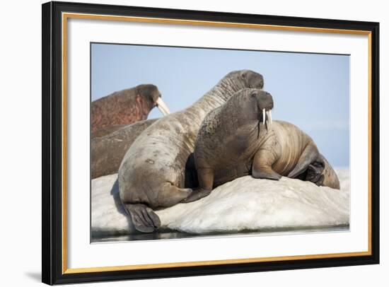 Walrus Herd on Ice, Hudson Bay, Nunavut, Canada-Paul Souders-Framed Photographic Print