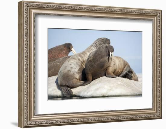 Walrus Herd on Ice, Hudson Bay, Nunavut, Canada-Paul Souders-Framed Photographic Print