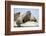 Walrus Herd on Ice, Hudson Bay, Nunavut, Canada-Paul Souders-Framed Photographic Print