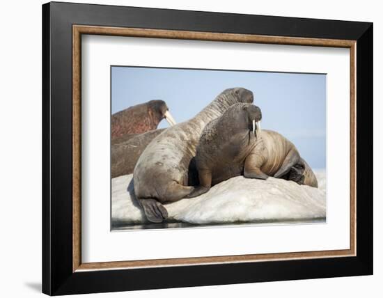 Walrus Herd on Ice, Hudson Bay, Nunavut, Canada-Paul Souders-Framed Photographic Print