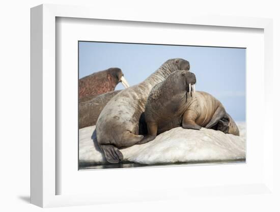 Walrus Herd on Ice, Hudson Bay, Nunavut, Canada-Paul Souders-Framed Photographic Print