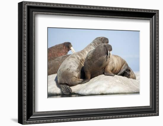 Walrus Herd on Ice, Hudson Bay, Nunavut, Canada-Paul Souders-Framed Photographic Print