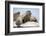 Walrus Herd on Ice, Hudson Bay, Nunavut, Canada-Paul Souders-Framed Photographic Print