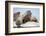 Walrus Herd on Ice, Hudson Bay, Nunavut, Canada-Paul Souders-Framed Photographic Print