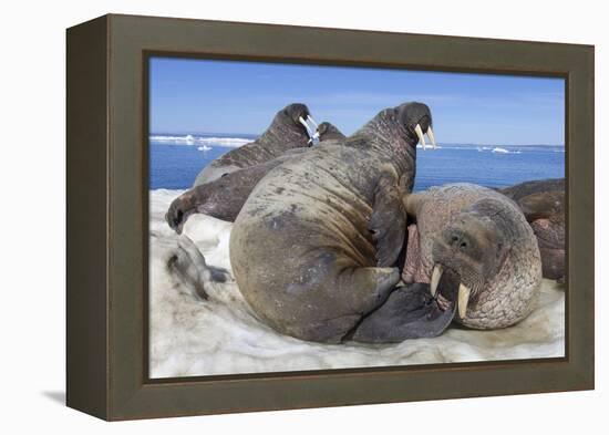 Walrus Herd on Iceberg, Hudson Bay, Nunavut, Canada-Paul Souders-Framed Premier Image Canvas