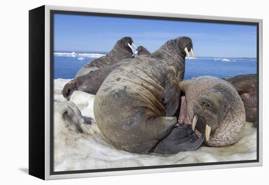 Walrus Herd on Iceberg, Hudson Bay, Nunavut, Canada-Paul Souders-Framed Premier Image Canvas