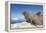 Walrus Herd on Iceberg, Hudson Bay, Nunavut, Canada-Paul Souders-Framed Premier Image Canvas