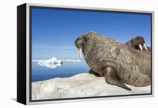 Walrus Herd on Iceberg, Hudson Bay, Nunavut, Canada-Paul Souders-Framed Premier Image Canvas