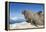 Walrus Herd on Iceberg, Hudson Bay, Nunavut, Canada-Paul Souders-Framed Premier Image Canvas