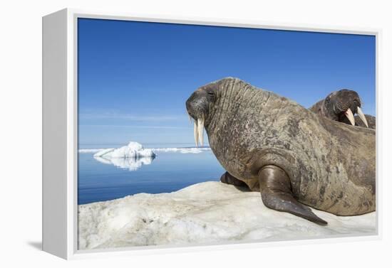 Walrus Herd on Iceberg, Hudson Bay, Nunavut, Canada-Paul Souders-Framed Premier Image Canvas