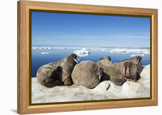 Walrus Herd on Iceberg, Hudson Bay, Nunavut, Canada-Paul Souders-Framed Premier Image Canvas